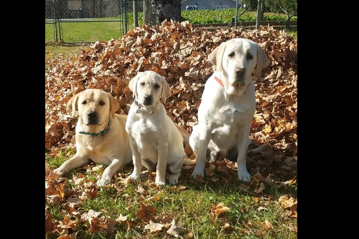 Labrador Retriever Puppies breeder image 36