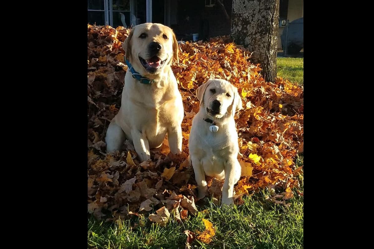 Labrador Retriever Puppies breeder image 37