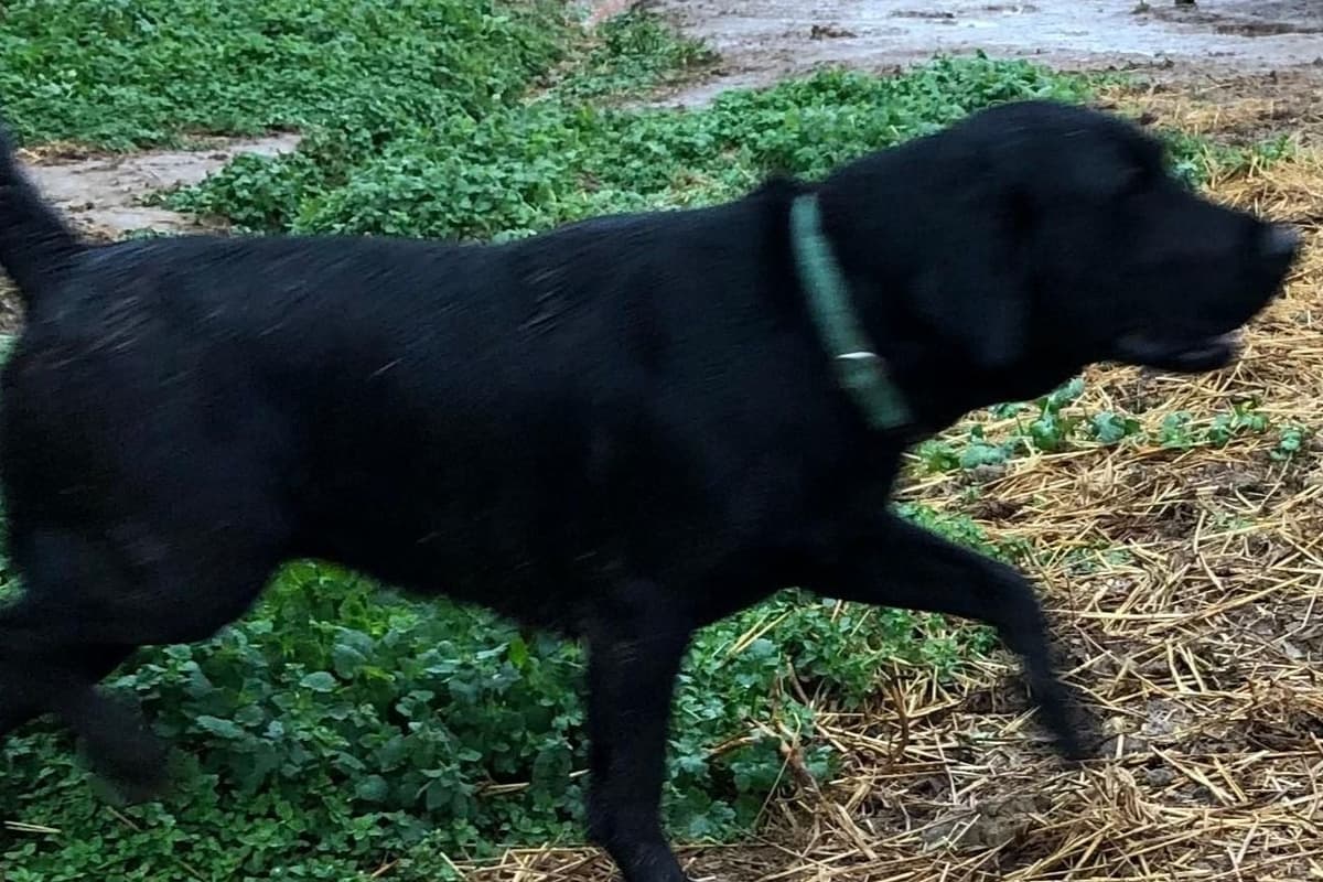 Labrador Retriever Puppies breeder image 39