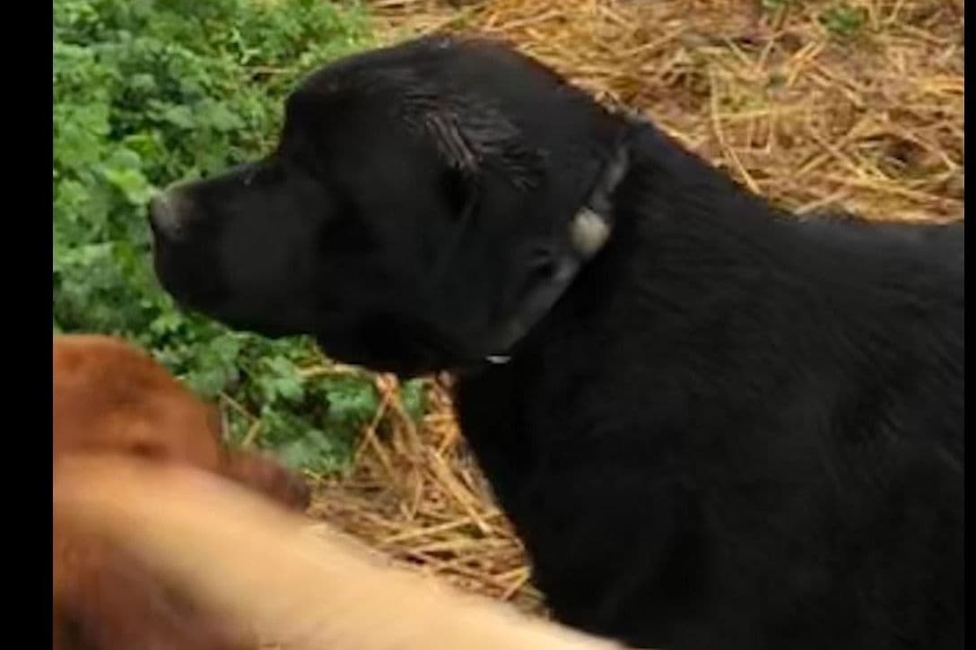 Labrador Retriever Puppies breeder image 40