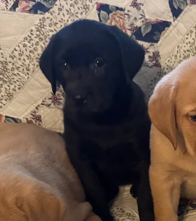 Labrador Retriever Puppies media 3