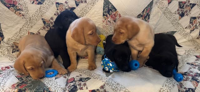 Labrador Retriever Puppies media 4