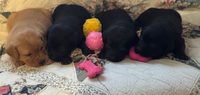 Labrador Retriever Puppies media 2