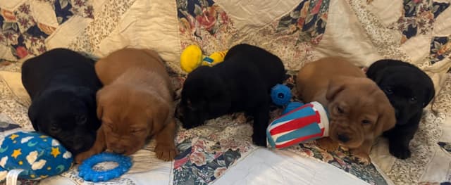 Labrador Retriever Puppies media 3