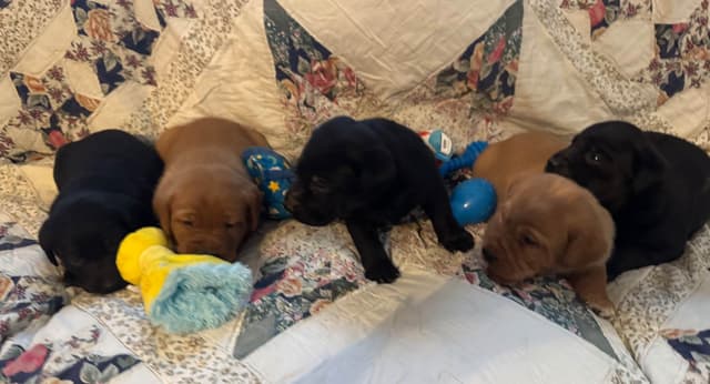 Labrador Retriever Puppies media 4