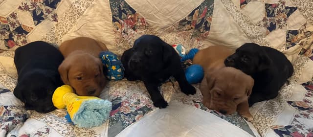 Labrador Retriever Puppies media 5