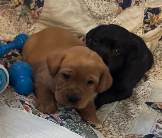 Labrador Retriever Puppies media 6