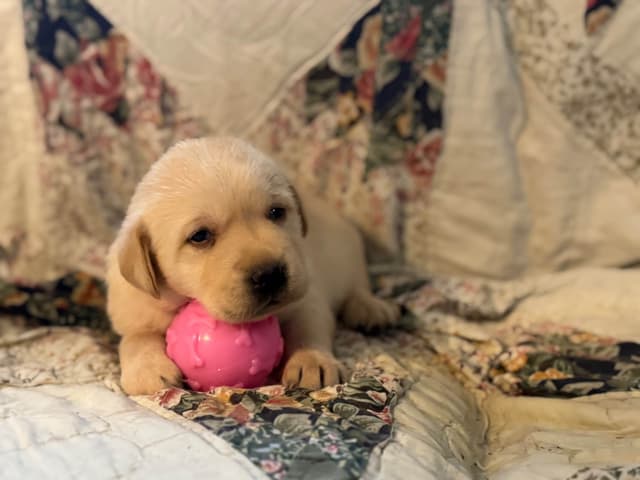 Labrador Retriever Puppies media 2