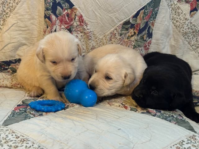 Labrador Retriever Puppies media 3