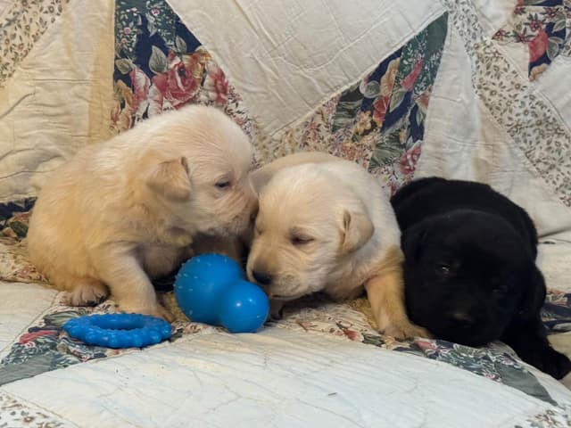Labrador Retriever Puppies media 4