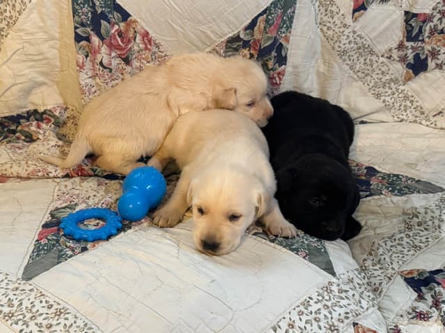 Labrador Retriever Puppies media 5
