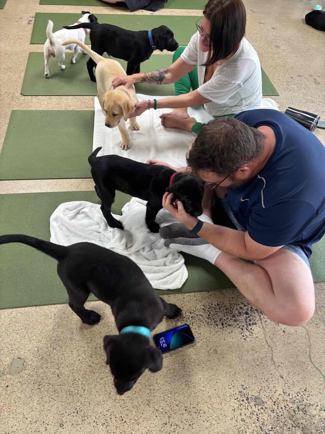 Labrador Retriever Puppies media 12