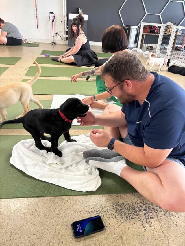 Labrador Retriever Puppies media 13