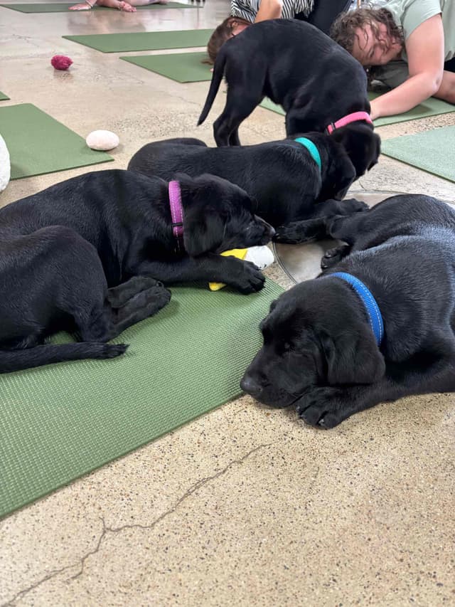 Labrador Retriever Puppies media 15
