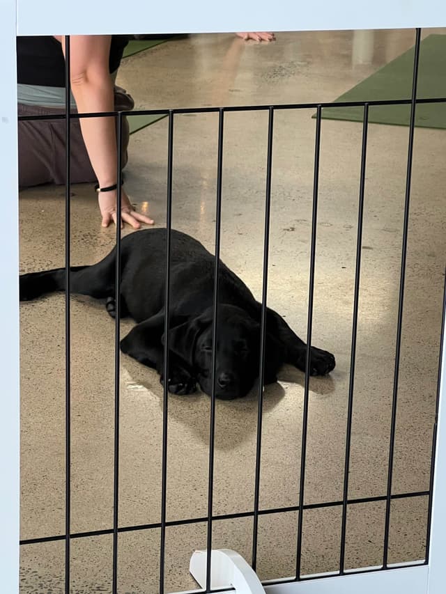 Labrador Retriever Puppies media 16
