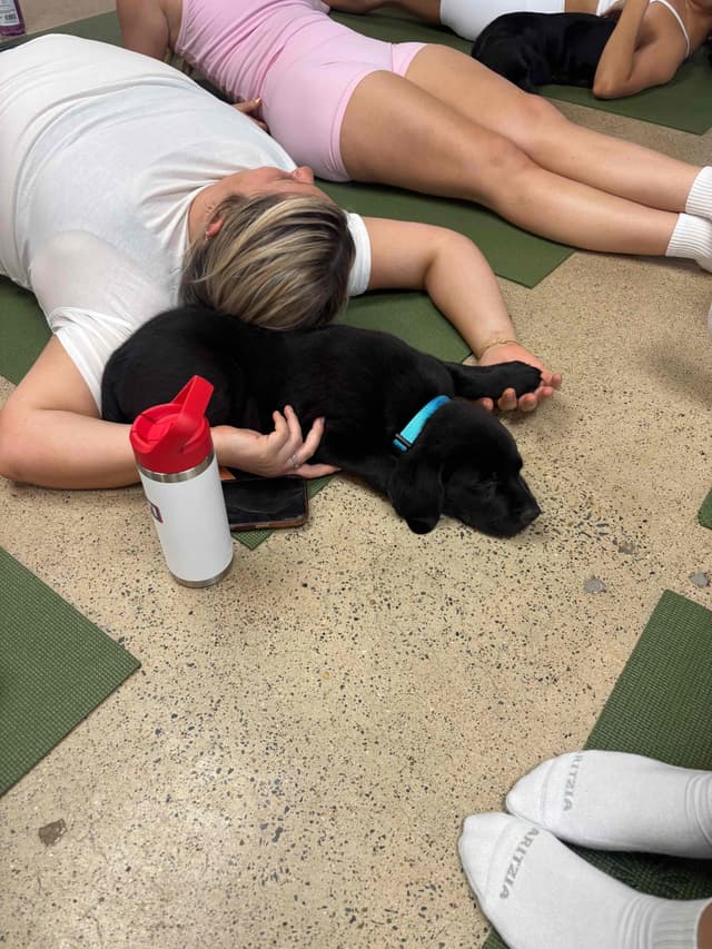Labrador Retriever Puppies media 17