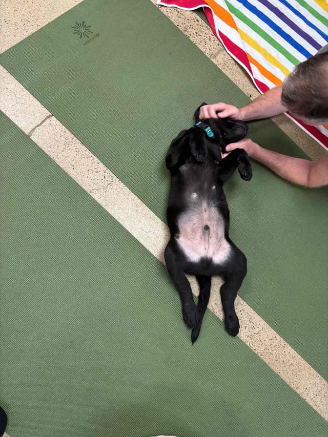 Labrador Retriever Puppies media 19