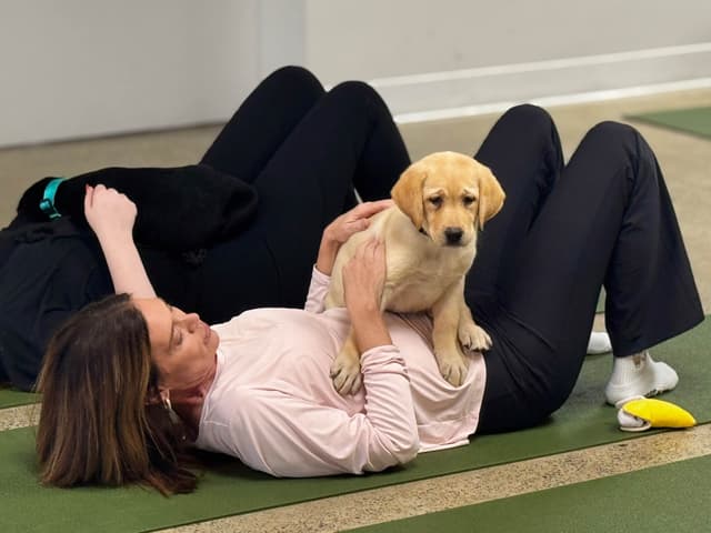 Labrador Retriever Puppies media 6