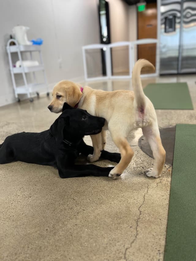 Labrador Retriever Puppies media 7