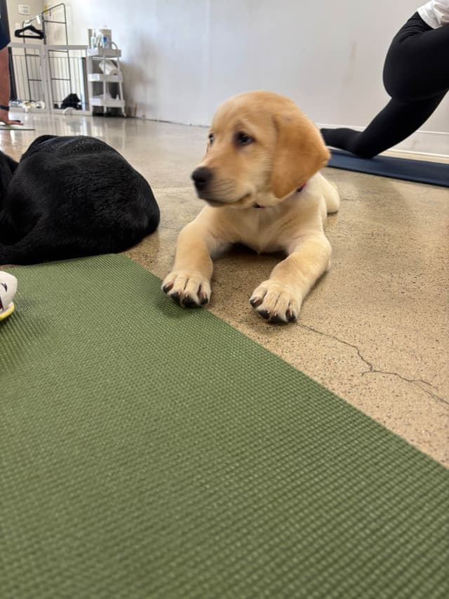 Labrador Retriever Puppies media 8