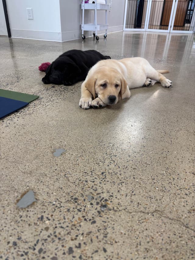 Labrador Retriever Puppies media 10