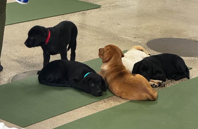 Labrador Retriever Puppies media 20