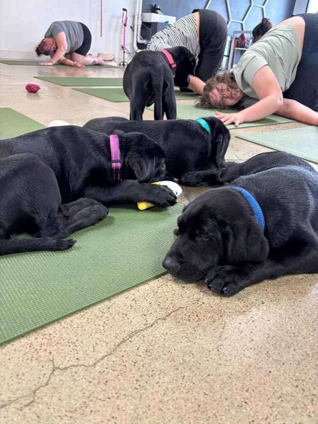 Labrador Retriever Puppies media 21