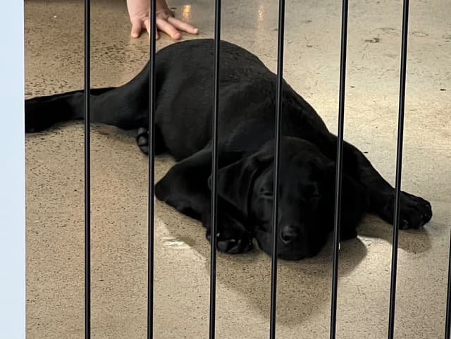Labrador Retriever Puppies media 22