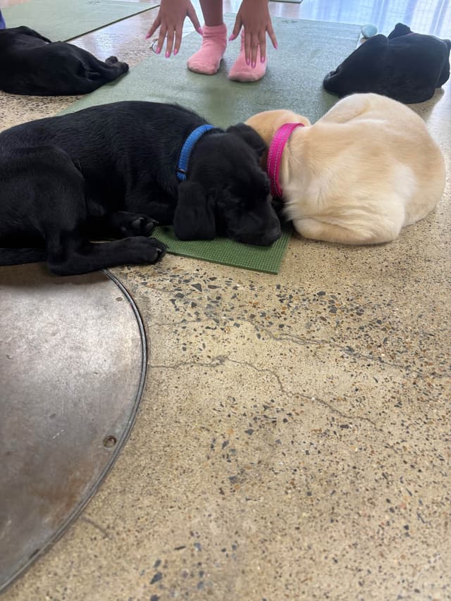 Labrador Retriever Puppies media 24