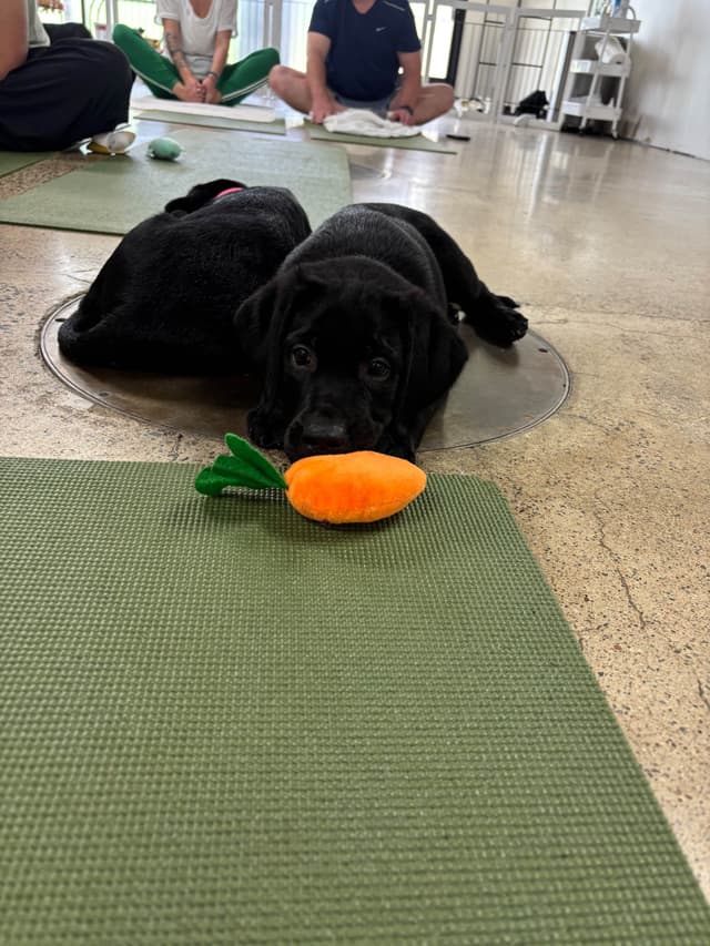 Labrador Retriever Puppies media 27
