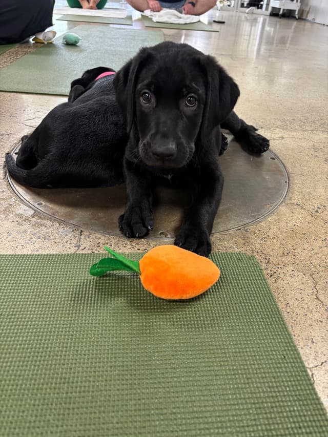 Labrador Retriever Puppies media 26
