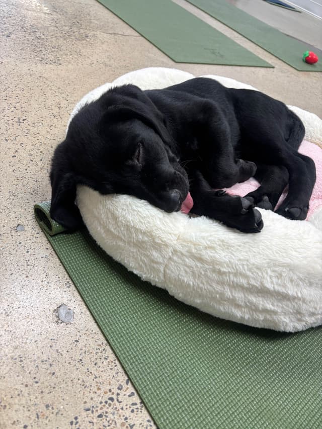 Labrador Retriever Puppies media 25