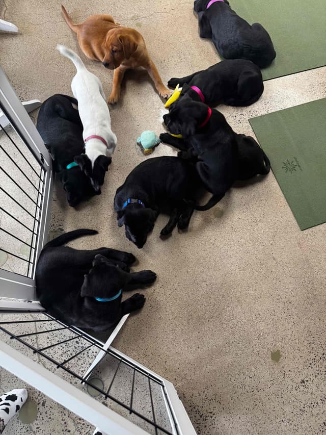 Labrador Retriever Puppies media 28
