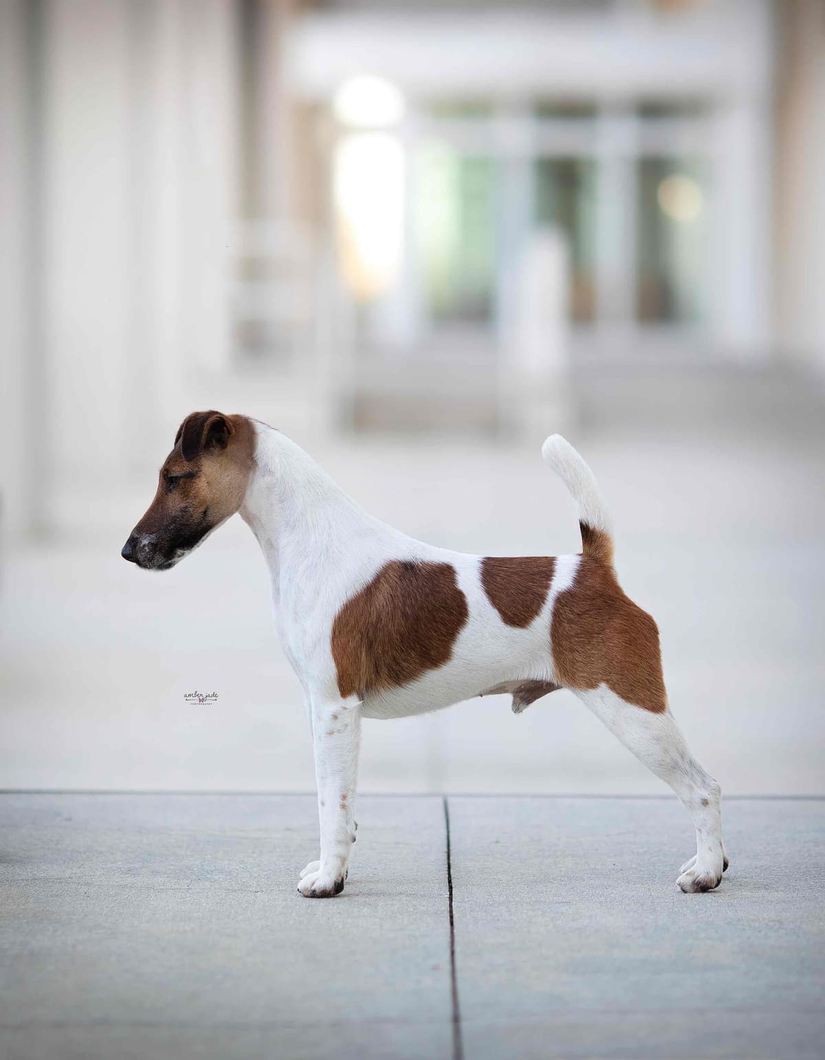 Misty Hollow Smooth Fox Terriers breeder image 1