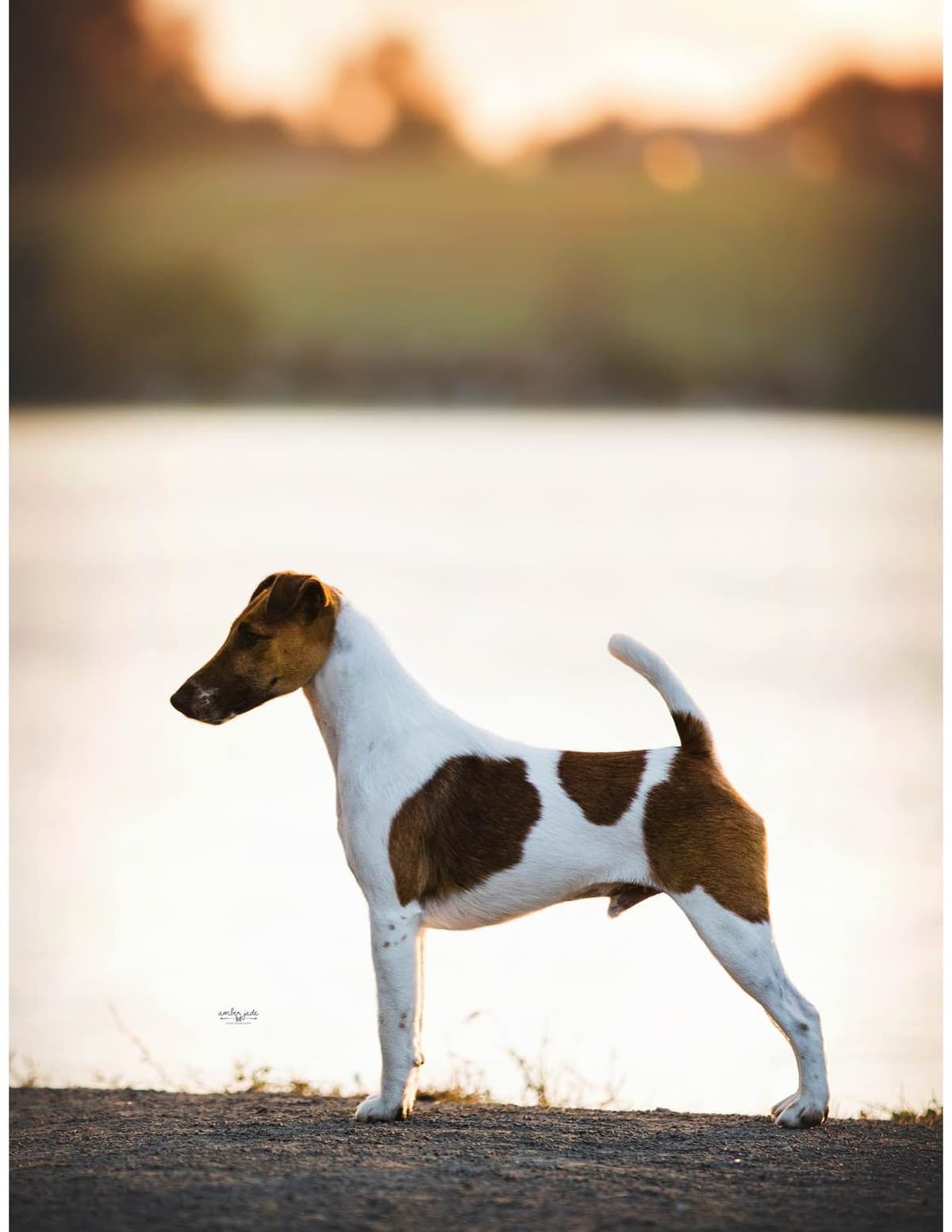 Misty Hollow Smooth Fox Terriers breeder image 4