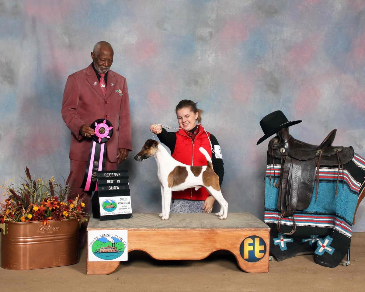 Misty Hollow Smooth Fox Terriers breeder image 6
