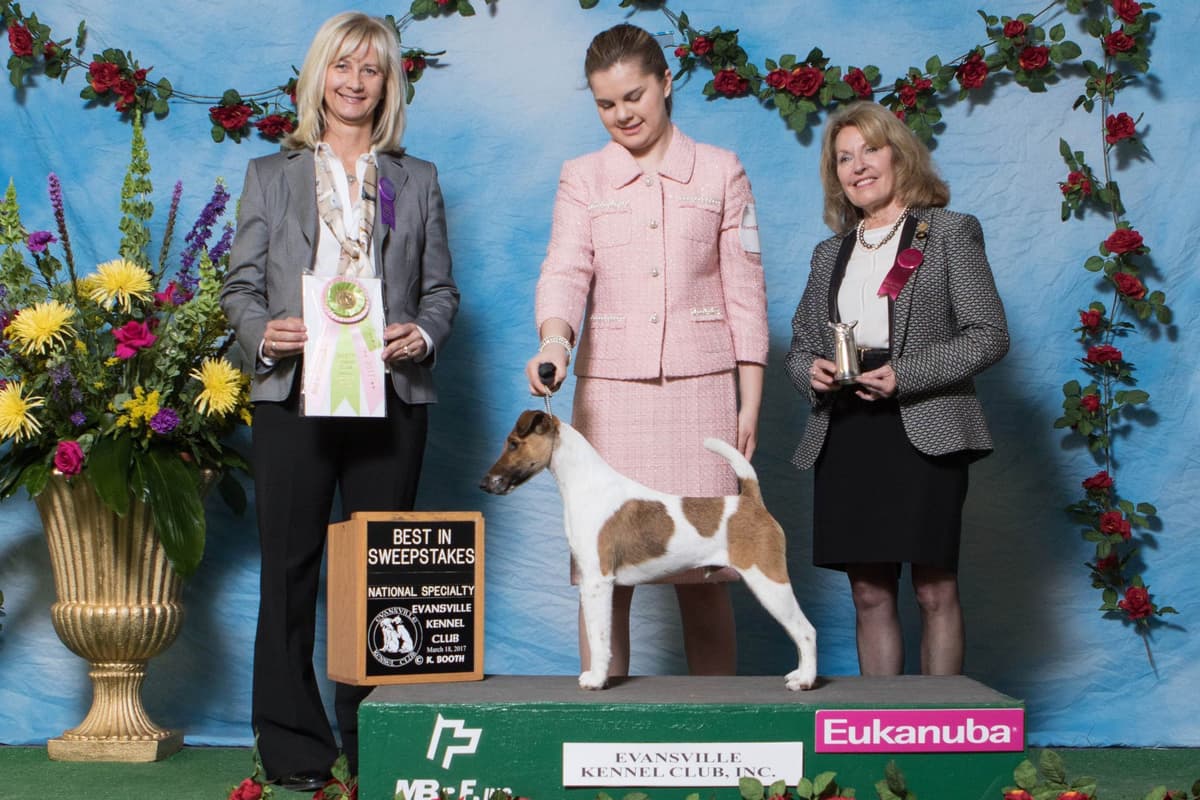 Misty Hollow Smooth Fox Terriers breeder image 9