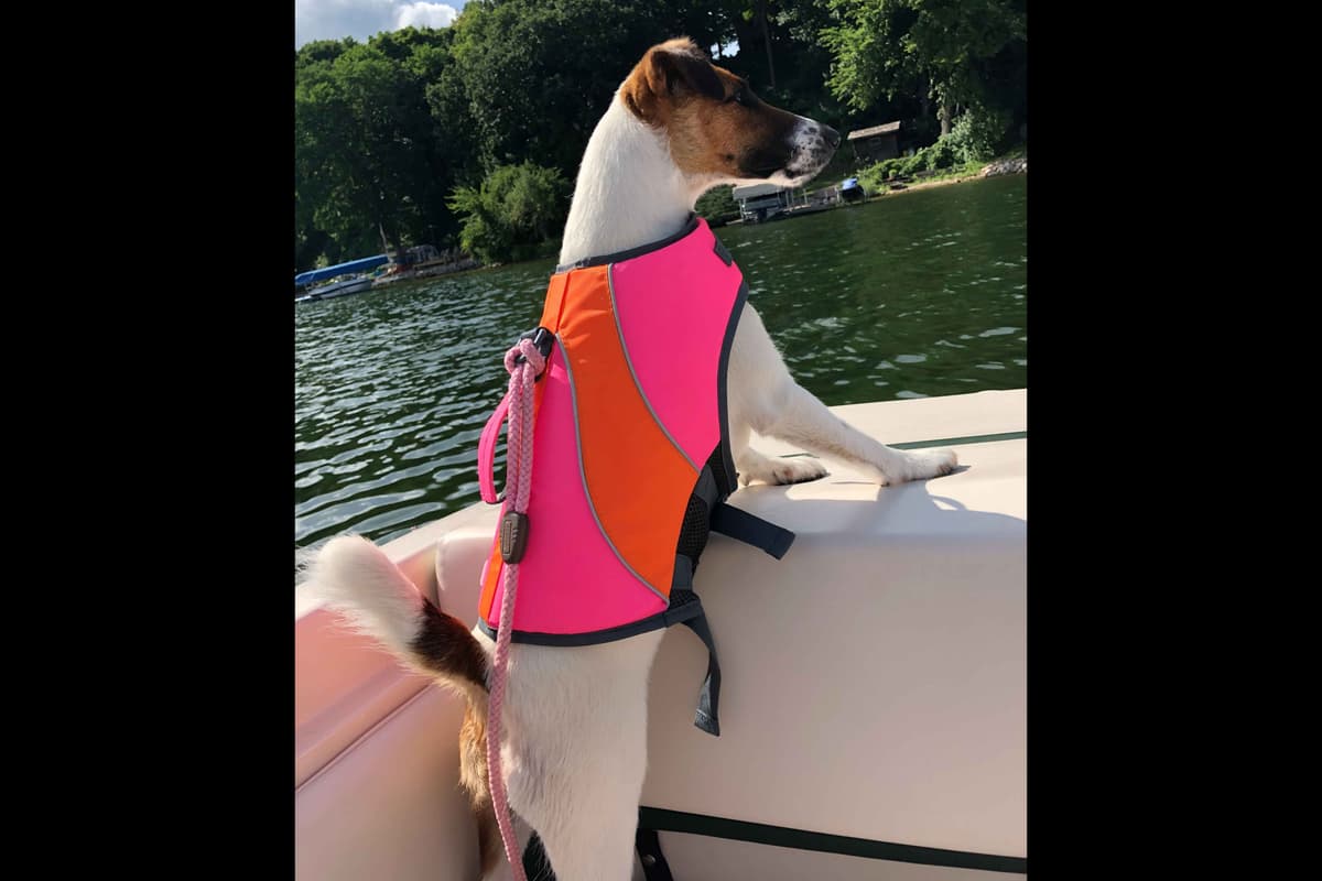 Misty Hollow Smooth Fox Terriers breeder image 11