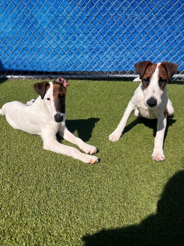 Misty Hollow Smooth Fox Terriers media 3