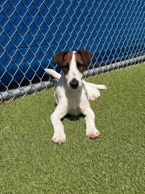 Misty Hollow Smooth Fox Terriers media 4