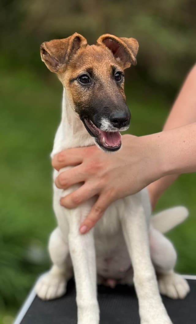 Misty Hollow Smooth Fox Terriers media 6