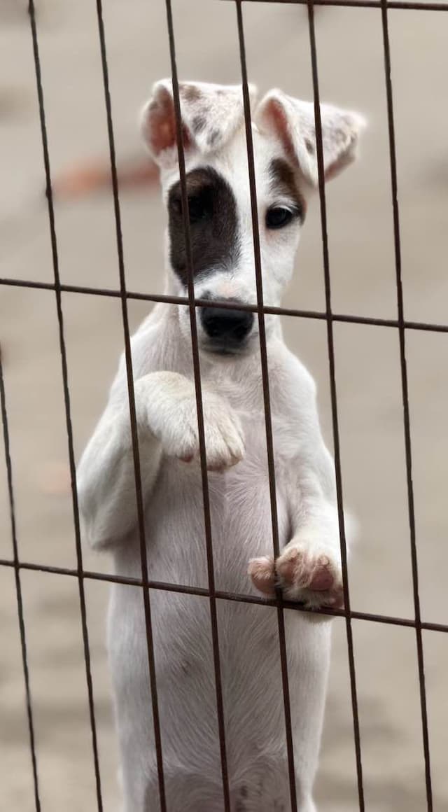 Misty Hollow Smooth Fox Terriers media 5