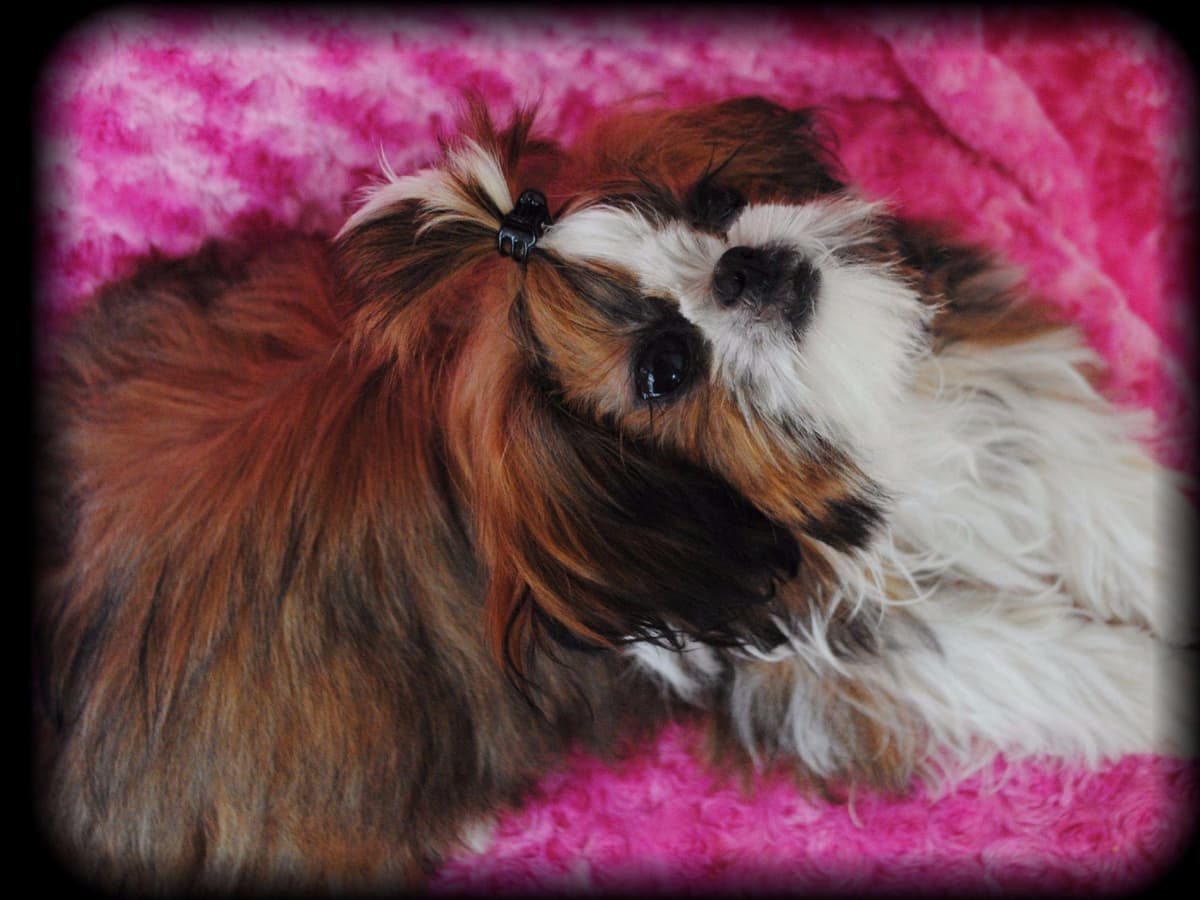 06/01/2026 UPDATE- Only 1 girl! breeder image 1