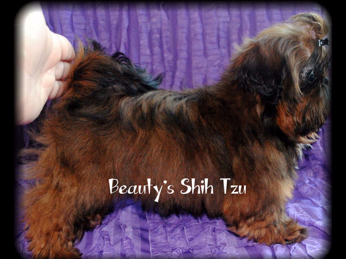 06/01/2026 UPDATE- Only 1 girl! breeder image 3