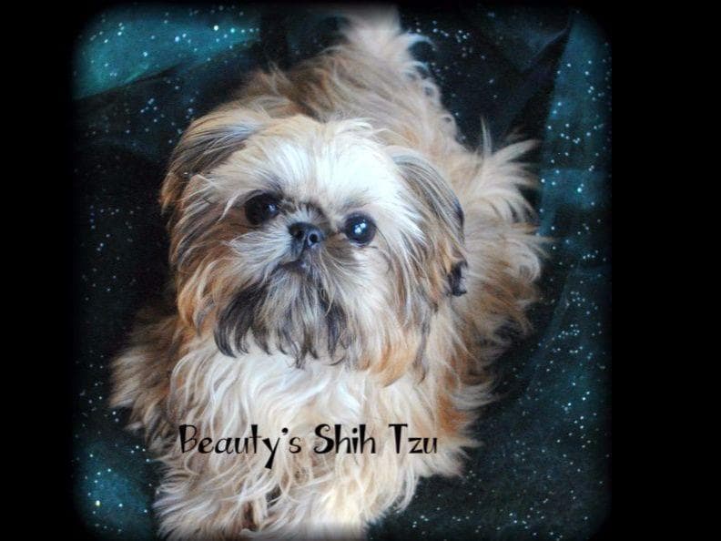 06/01/2026 UPDATE- Only 1 girl! breeder image 4