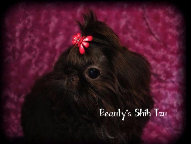 06/01/2026 UPDATE- Only 1 girl! breeder image 5