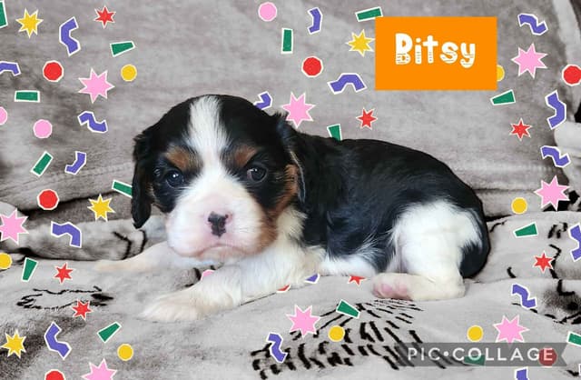 Cavalier King Charles Spaniel Puppies media 2