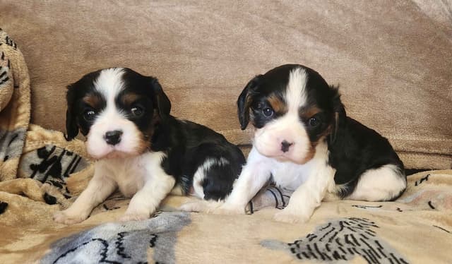 Cavalier King Charles Spaniel Puppies media 3