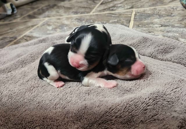Cavalier King Charles Spaniel Puppies media 4