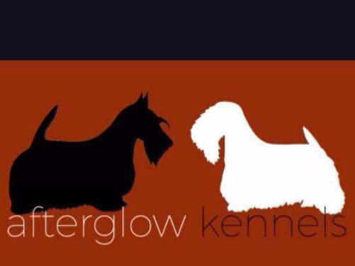 Afterglow Sealyham Terrier Puppies breeder image 13